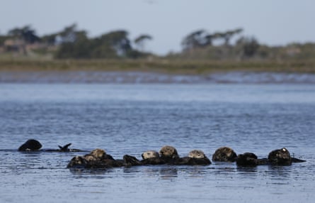 Sea otters are seen together along the Elkhorn slough in Moss Landing, California.