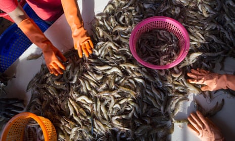 Shrimp sold by global supermarkets is peeled by slave labourers in Thailand, Global development