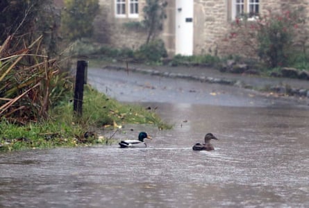 Ducks swim across a flooded road