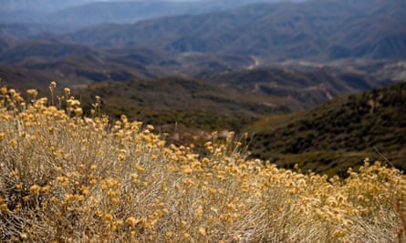 Hundreds of acres of native shrubs and trees that coat the hillsides overlooking Ojai and Ventura county in southern California will be culled to create a firebreak on the ridge.