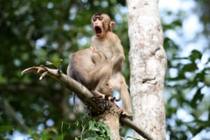 Monkey business, Kinabatangan River in Borneo, Malaysia