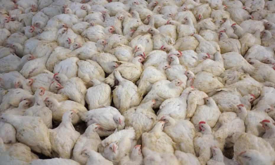 Chickens for meat in an intensive farm