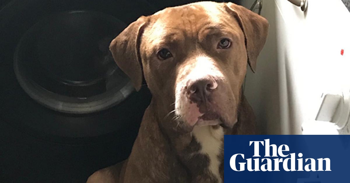 Police hunt two American bulldog-type dogs after Birmingham ...