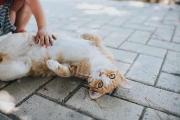 What research says about cats: they're selfish, unfeeling, environmentally harmful creatures - Vox