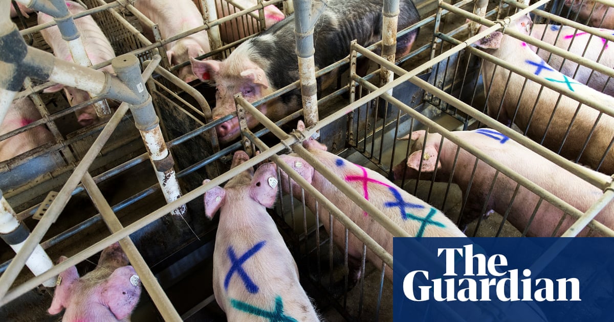 ‘Like a giant sewage plant’: how Germany’s ‘pig belt’ got too big - The Guardian