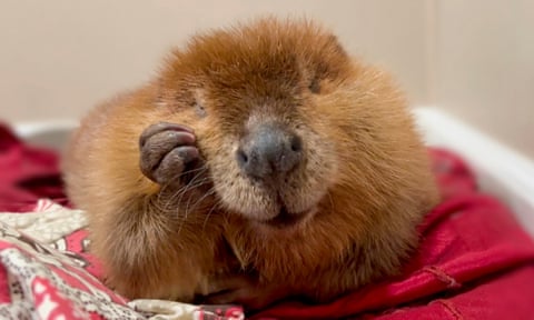 beaver with paw on cheek