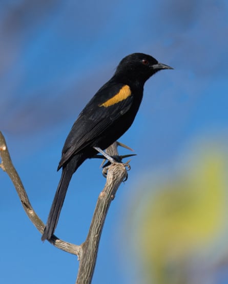 A slender black bird with a yellow patch above its wing