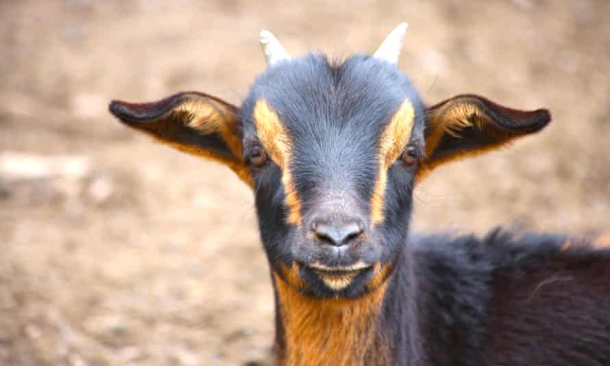 A goat at Puesto Pascuala