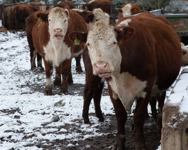 Por qué el plan para una «ciudad forestal» no es tan verde como parece Por qué el plan para una «ciudad forestal» no es tan verde como parece