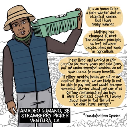 Amadeo Sumano, strawberry picker