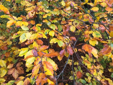 Autumn foliage on a beech tree