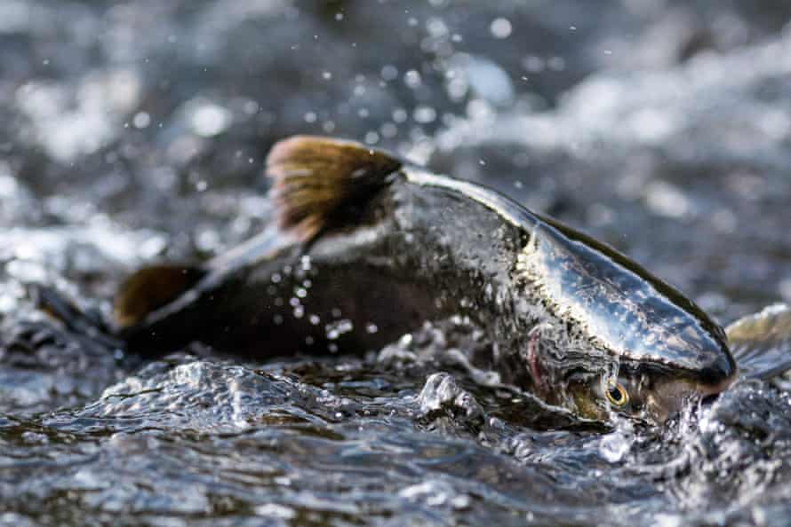 Salmon leaping from the water