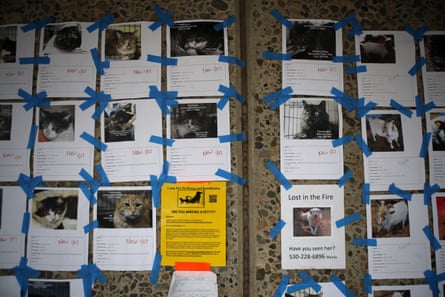 A wall at an elementary school is covered with pictures of pets that are still missing.