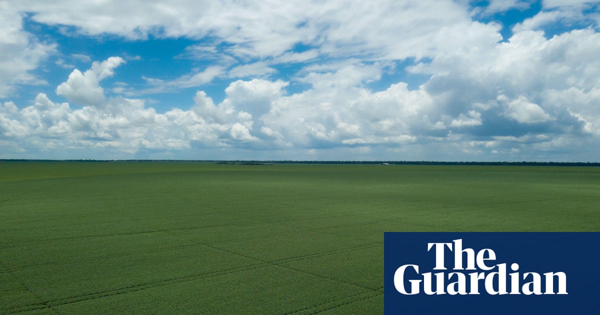 सस्ते आयातित सोयाबीन पर चिकन फार्मों की निर्भरता जोखिम भरा व्यवसाय क्यों है | पत्र