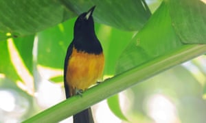 Montserrat’s native bird, the black and yellow oriole.