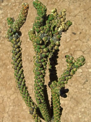 Tiganophyton karasense (Tiganophytaceae), found by botanist Wessel Swanepoel in the semi-desert of southern Namibia