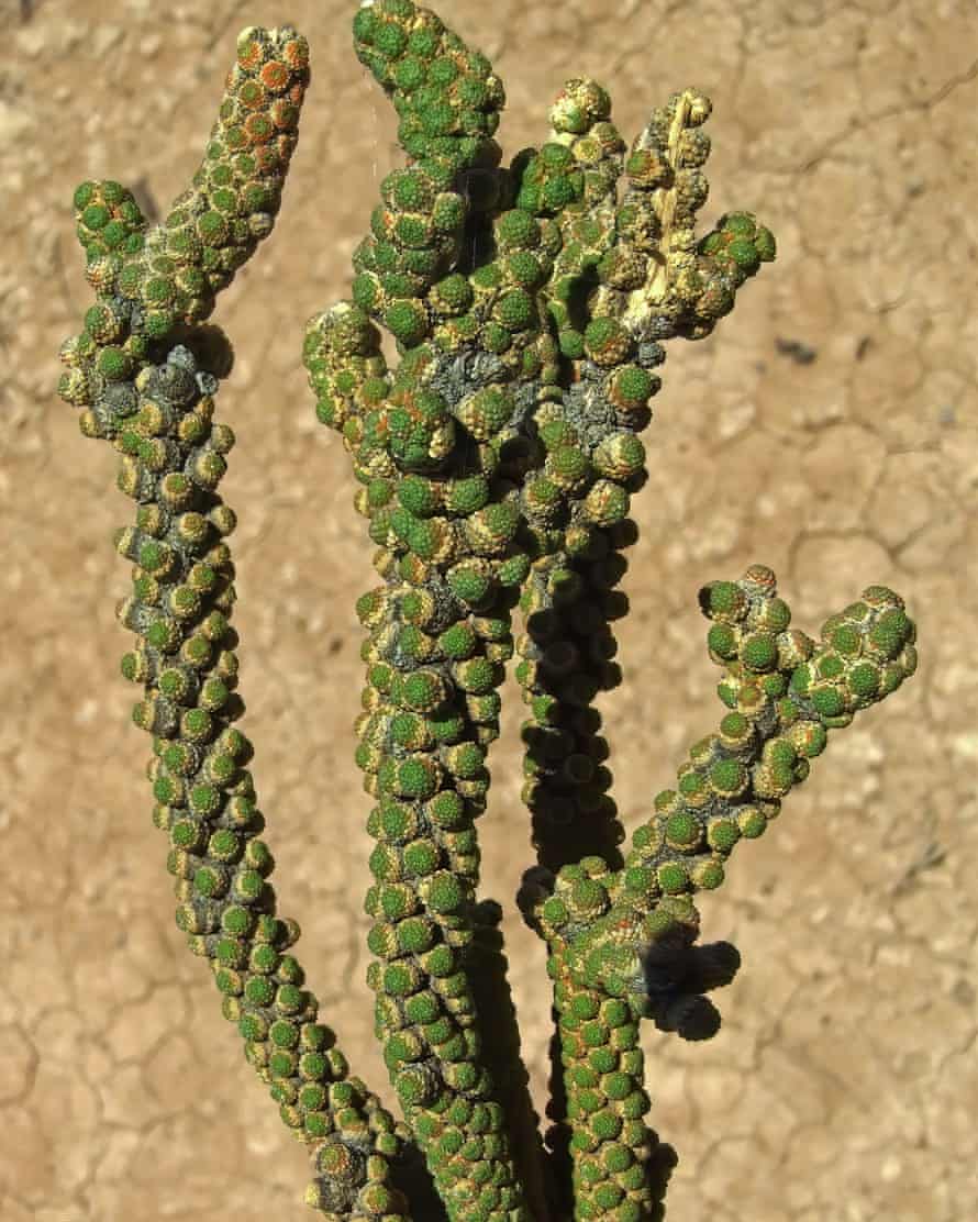 Tiganophyton karasense, a dwarf shrub with bizarre scaly leaves from Namibia.