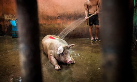 A pig in a slaughterhouse in Thailand