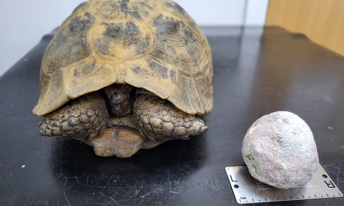 Howzat? Tortoise, 82, has cricket ball-sized bladder stone removed | Cornwall | The Guardian