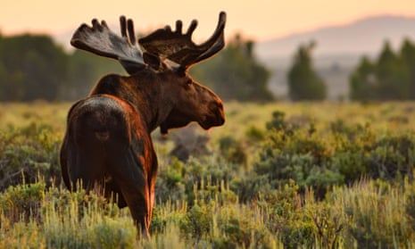 A bull moose in shrublands in Wyoming, US