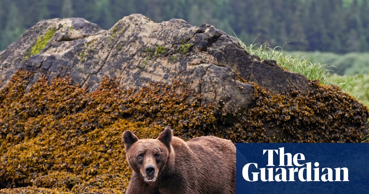 Grizzly bear that attacked children and teachers in Canada still eludes searchers