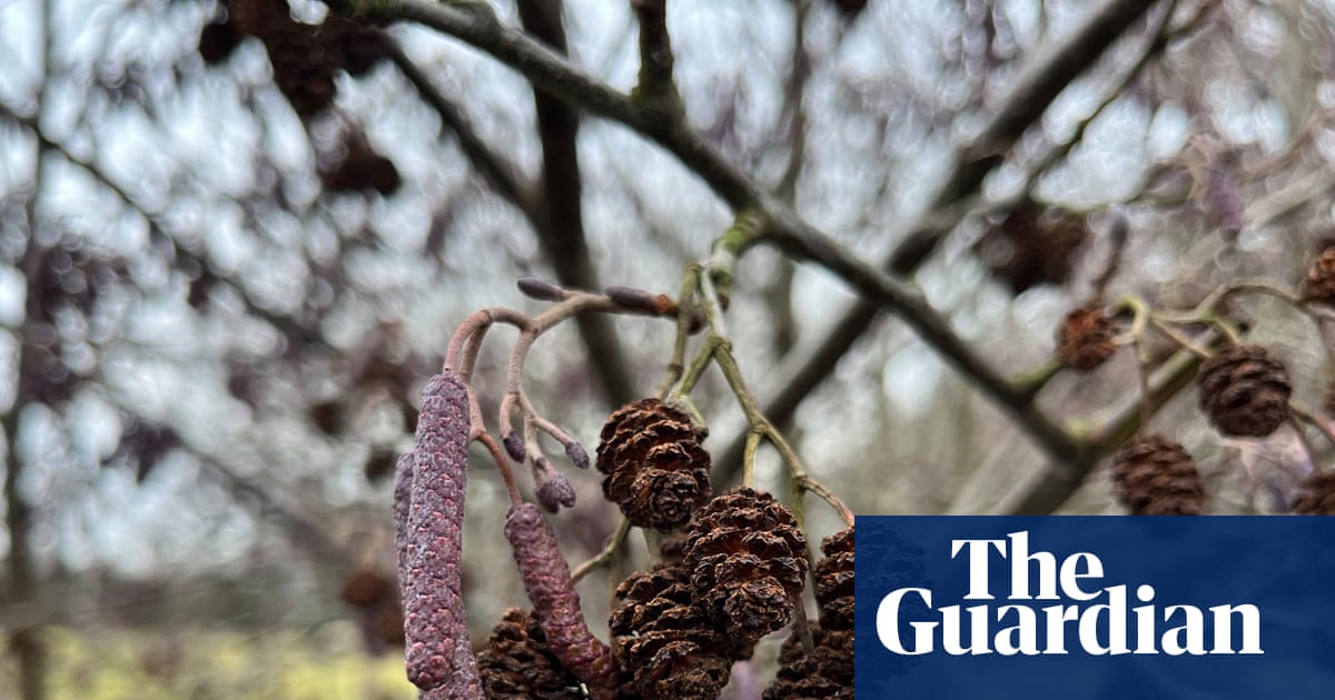 Country diary: Purple catkins light the way towards spring | Oliver Southall