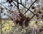 Country diary: Purple catkins light the way towards spring | Oliver Southall