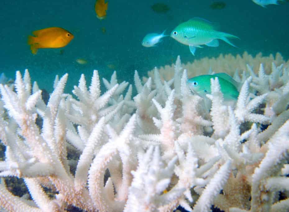 Coral bleaching seen at Loomis Reef, off Lizard Island on the Great Barrier Reef.