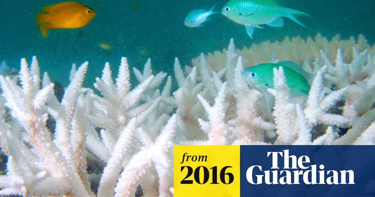 Great Barrier Reef: devastating images tell story of coral colonies' destruction