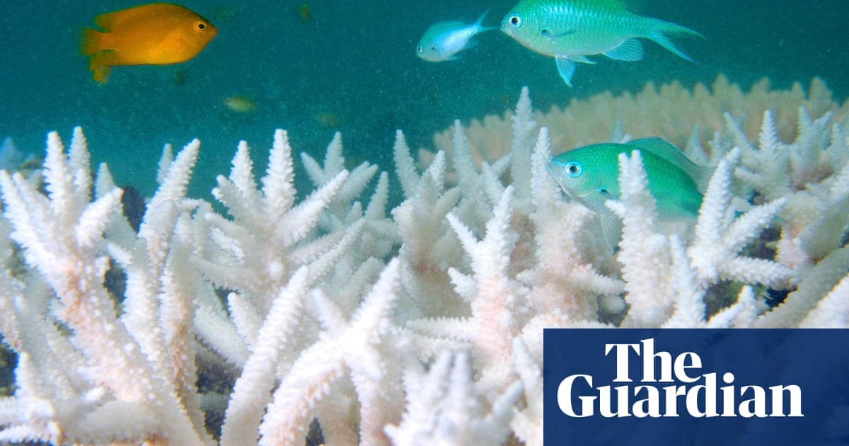 Great Barrier Reef devastating images tell story of coral colonies' destruction Environment Great Barrier Reef devastating images tell story of coral colonies' destruction Environment
