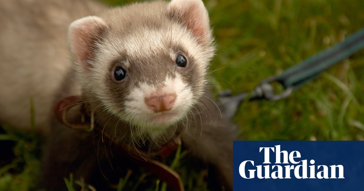 Ferrets and tarantulas among pets to find new homes in lockdown