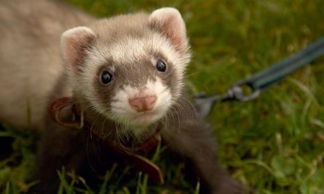 ‘They’re so clever and connected to their owners’: a ferret owner’s verdict of her new pet.