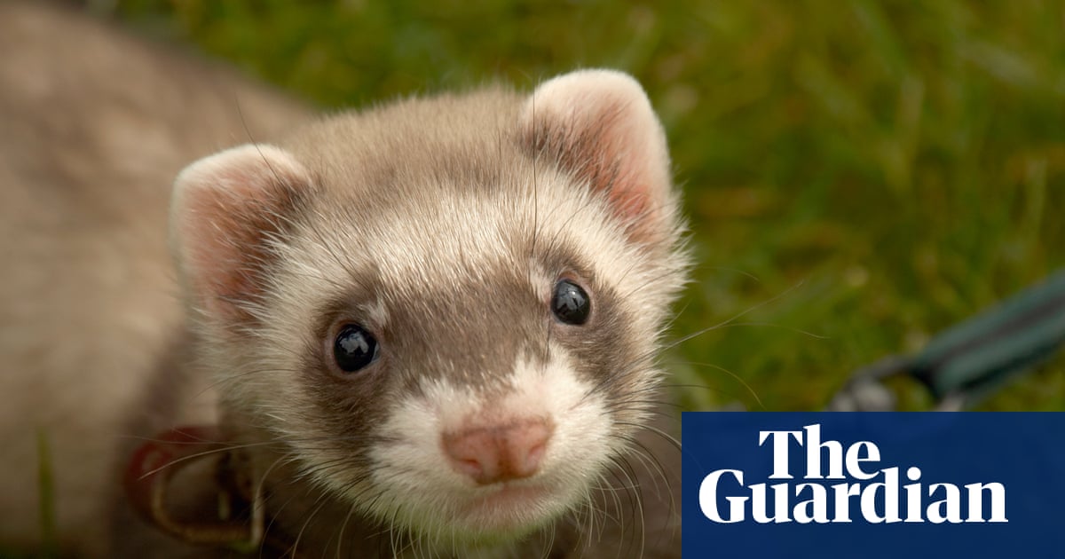 Concerns over therapy ferrets used to kill rats at UK’s largest children’s prison