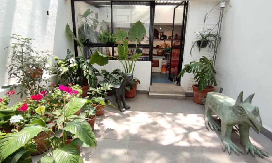 Foliage and a four-legged friend … another courtyard.