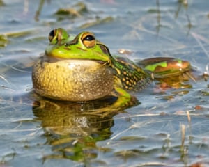 Victoria, Australia ‘A once-common but now rare growling grass frog. I first heard its astonishing growl and then spotted it in grassy waters, its throat ballooning out. Frogdom’s Pavarotti of the wetlands.’