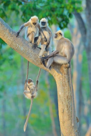 A Swinging Time, by Thomas Vijayan, special award people’s choice winner.