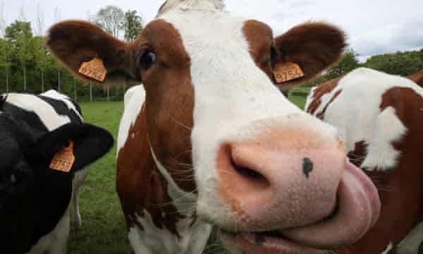 Cows stand in a field near the village of Eghezee, Belgium May 20, 2021.