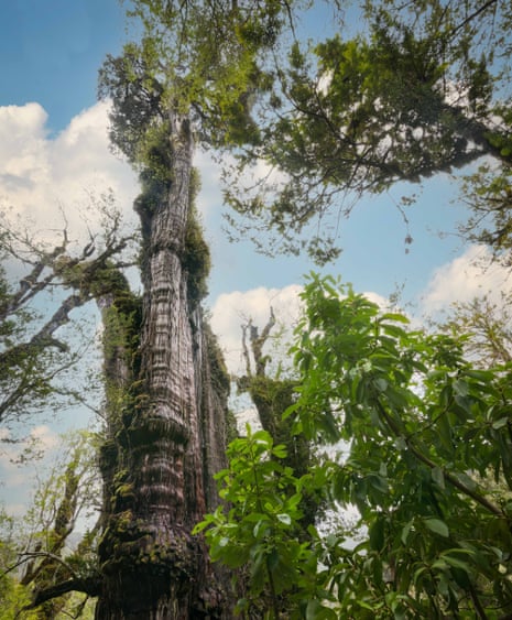 The Gran Abuelo tree in the Alerce Costero national park, Chile.