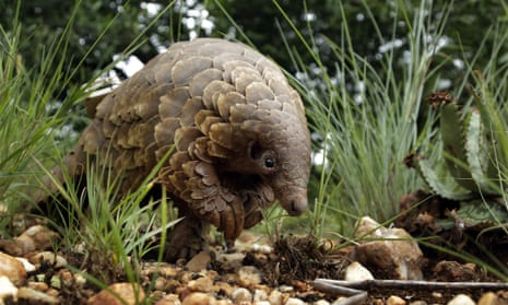 My editor and I removed the pangolin from the final draft of the book because, as she told me: ‘People will think you’ve stolen it from the real world.’