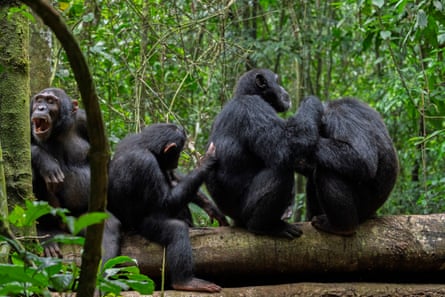 Chimpanzees grooming