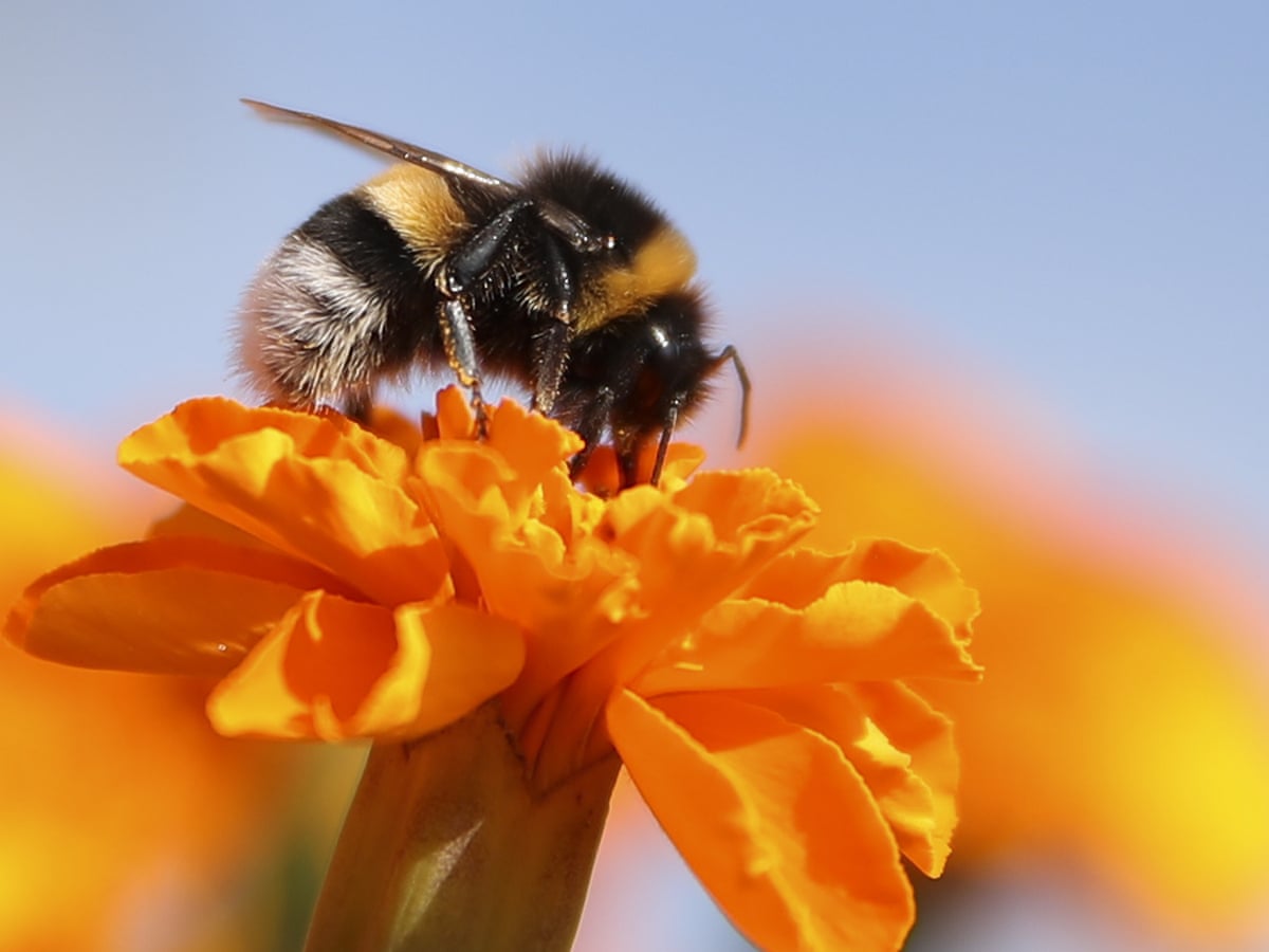 Bumble bee dating app in Nagoya