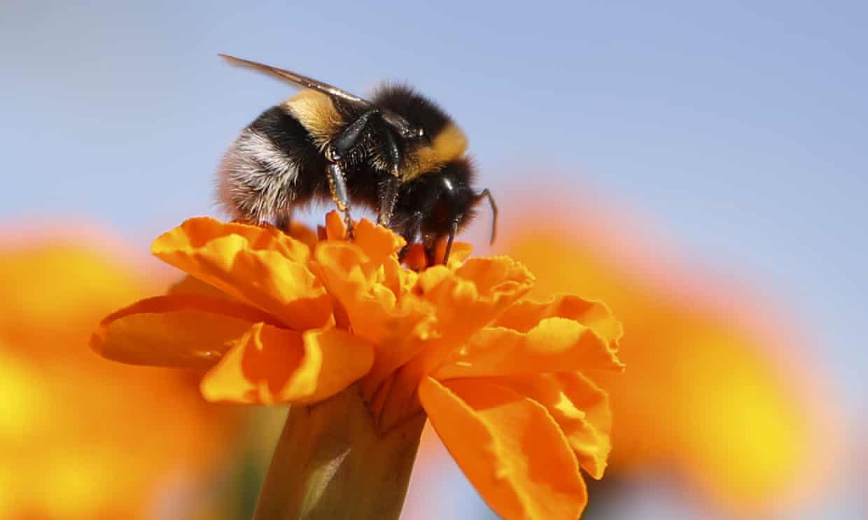 Bumblebees' decline points to mass extinction – study