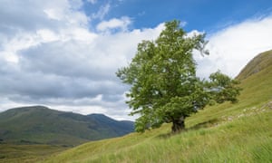 The Last Ent of Affric.