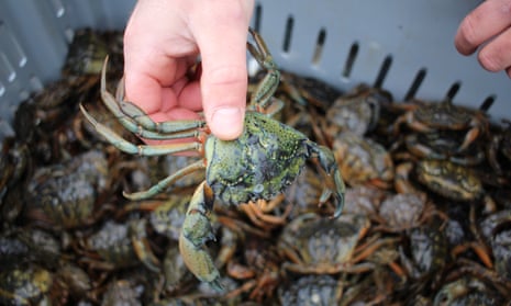 European green crabs could become a new market as a delicacy in restaurants, boiled for stock or flavoring, or minced for pet food or fertilizer.