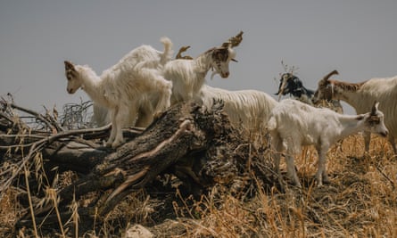 Cammarata’s goats graze on dry weeds