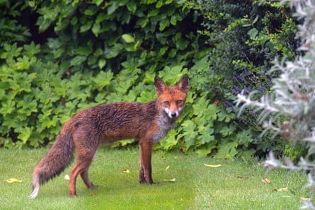 A fox in a garden in Bexleyheath, Kent