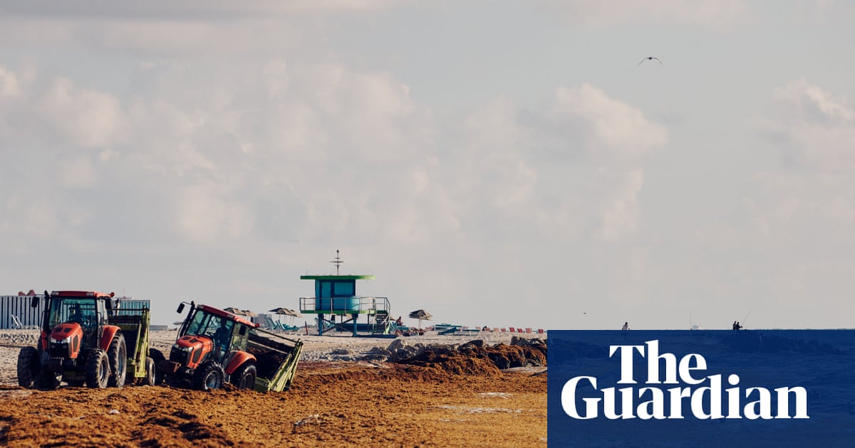 33m tons of toxic seaweed clogs Caribbean beaches – video