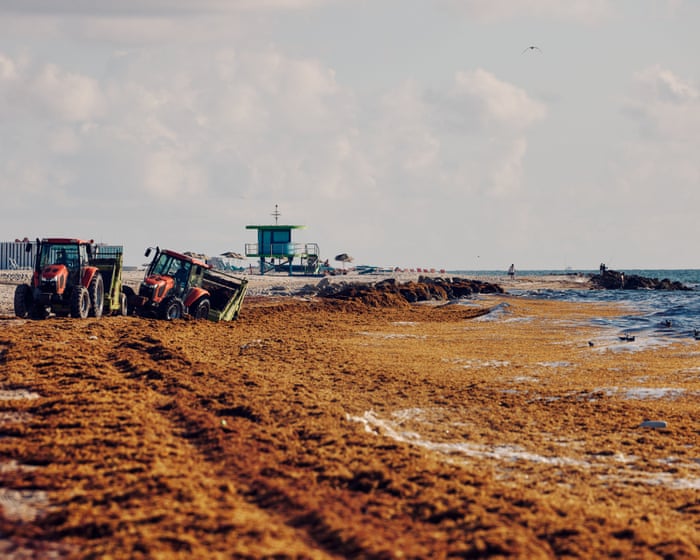 33m tons of toxic seaweed clogs Caribbean beaches – video