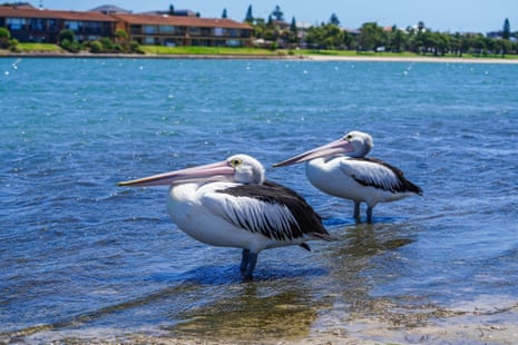Australian Pelicans in Adelaide