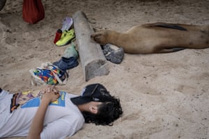 Um leão-marinho participa de uma sesta em uma praia na ilha de San Cristobal.